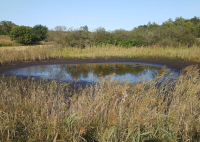 neu angelegter Teich zur Förderung der Biodiversität