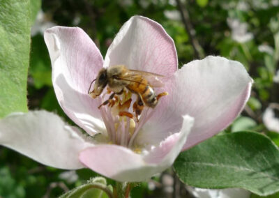 Biene in Quittenblüte