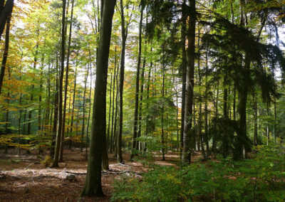 Wald bei Altglobsow